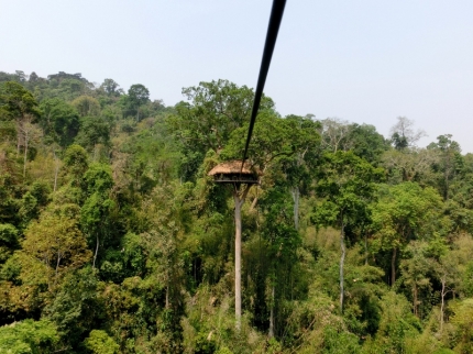 gibbon (34)